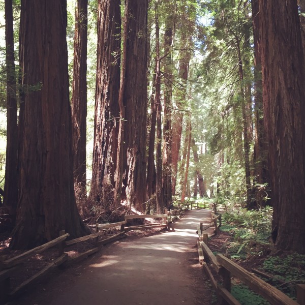Scenic Trail Muir Woods